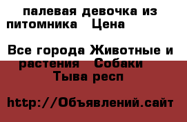 палевая девочка из питомника › Цена ­ 40 000 - Все города Животные и растения » Собаки   . Тыва респ.